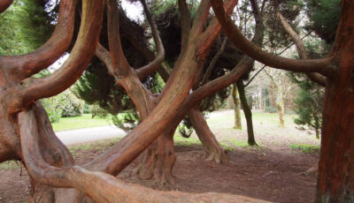 John Fitzgerald Kennedy Arboretum - bea&txm - cc