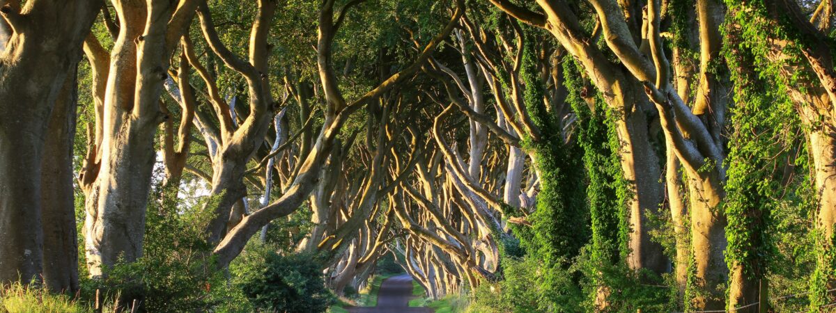 Nordirland: Auf dem Gelände von Dark Hedges werden 6 Bäume gefällt.