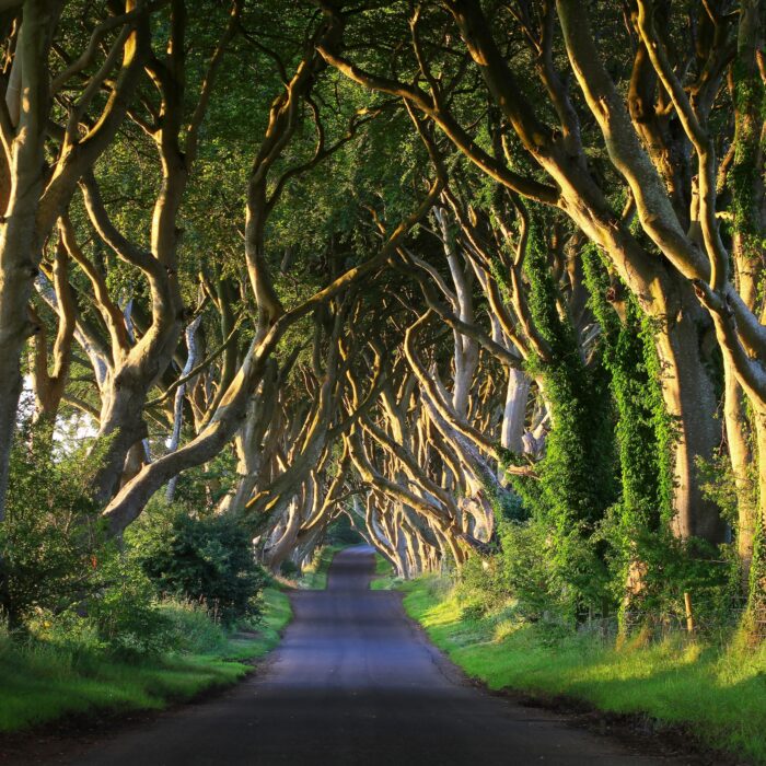 Dark Hedges - © adrianpluskota
