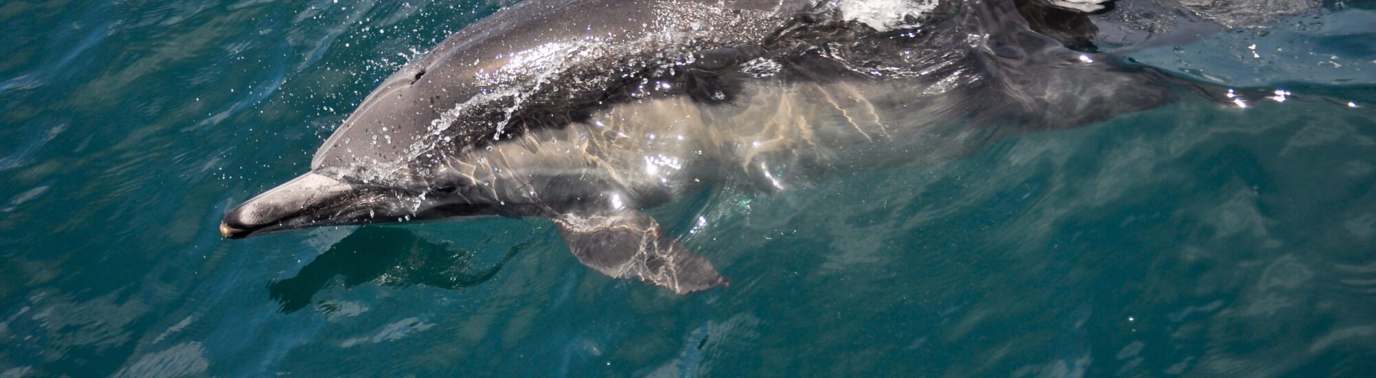 Delfinbeobachtung Carrigaholt