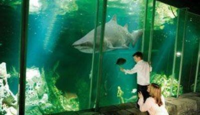 Ein Hai im Dingle OceanWorld Aquarium