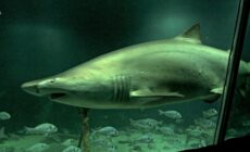 dingle oceanworld aquarium