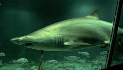 dingle oceanworld aquarium