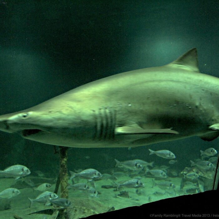 dingle oceanworld aquarium