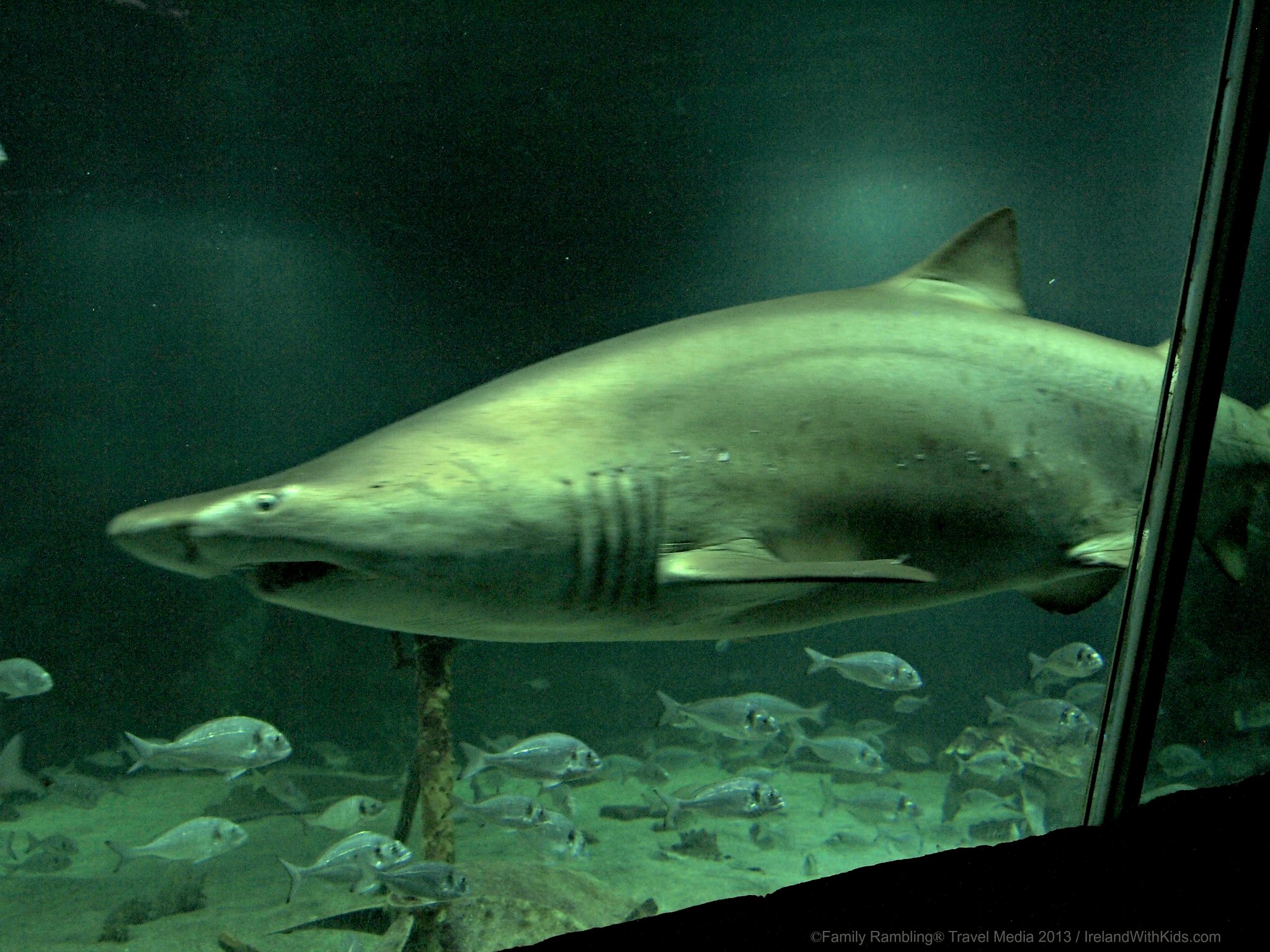 Das Dingle Oceanworld Aquarium - Jody Halsted - cc