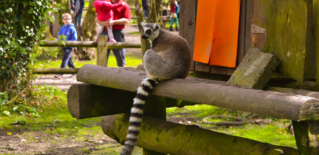 fota wildlife park 1