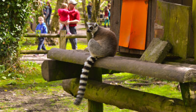 Lemuren im Fota Wildlife Park - James McNamara - cc
