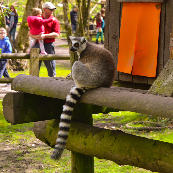 Lemuren im Fota Wildlife Park - James McNamara - cc