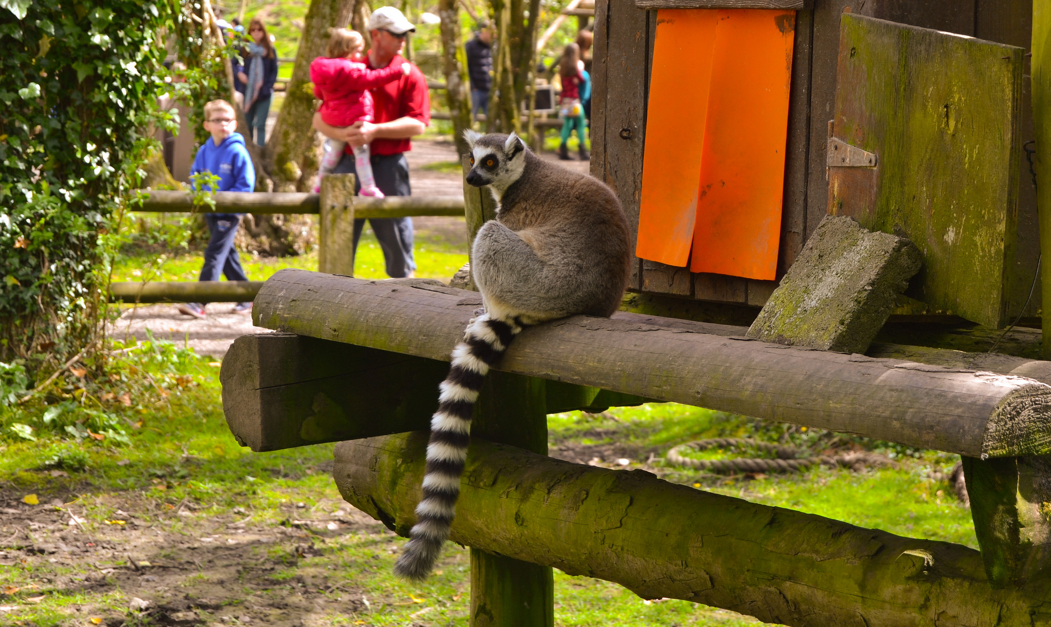 Lemuren im Fota Wildlife Park - James McNamara - cc
