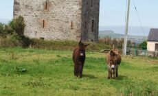 Gallarus Castle - jemartin03 - cc