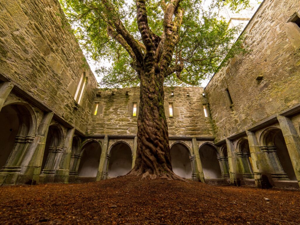 Die Muckross Abbey und ihr unglaublicher Baum - Luca Genero - Shutterstock
