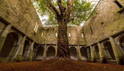 Die Muckross Abbey und ihr unglaublicher Baum - Luca Genero - Shutterstock
