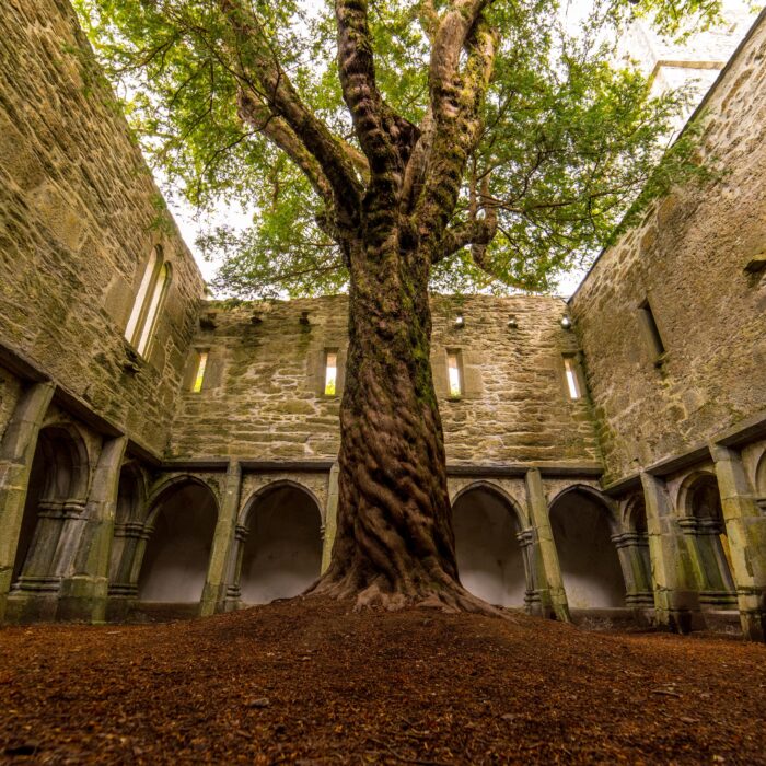 Die Muckross Abbey und ihr unglaublicher Baum - Luca Genero - Shutterstock