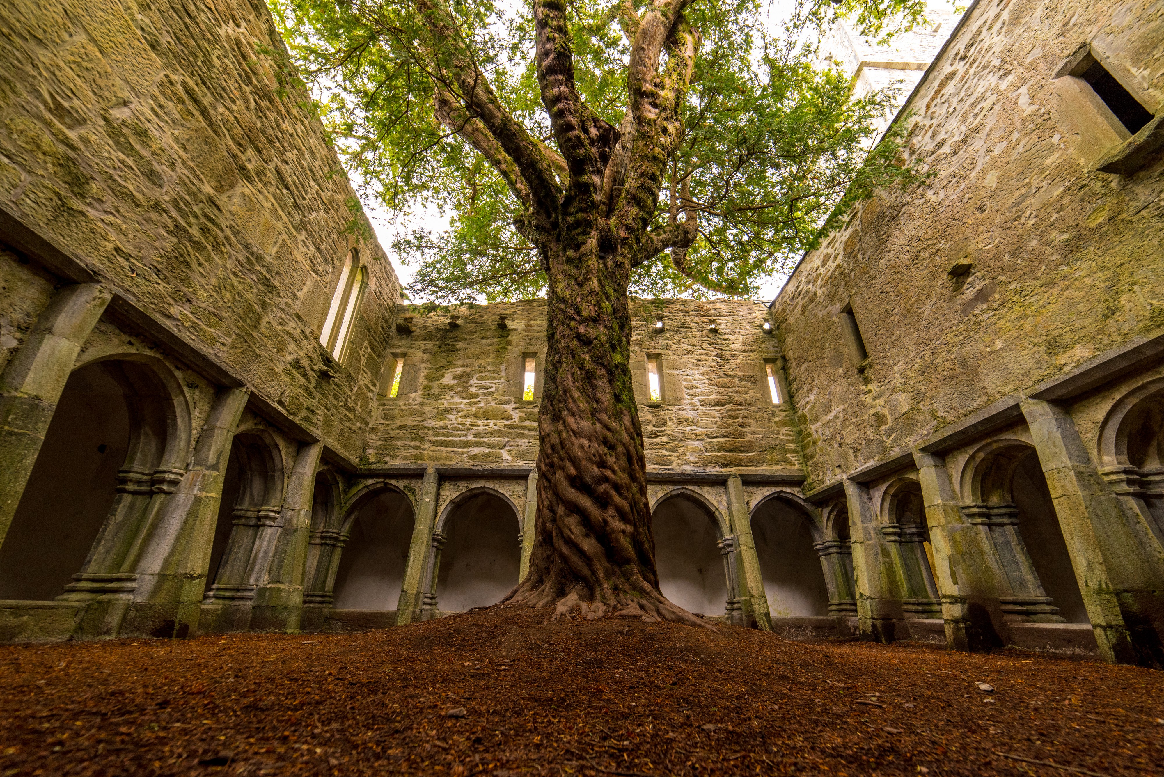 Die Muckross Abbey und ihr unglaublicher Baum - Luca Genero - Shutterstock