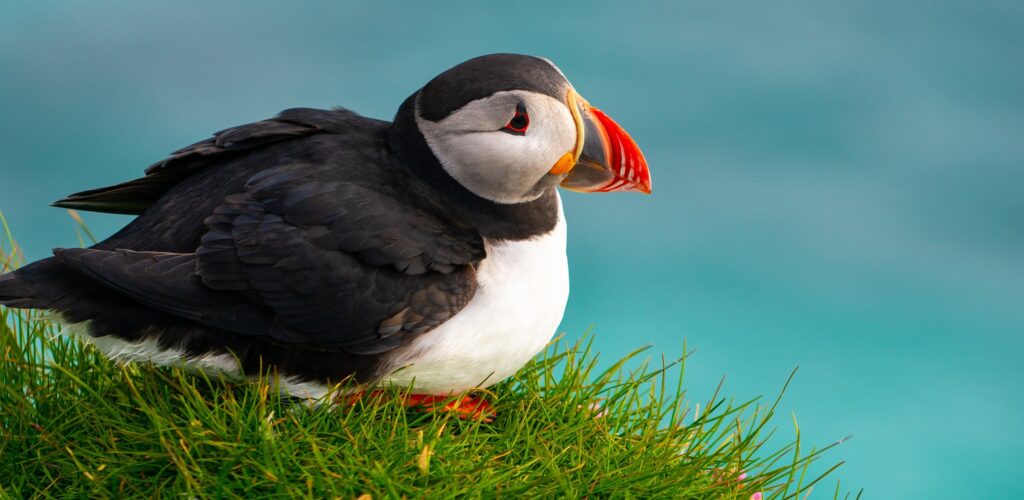 Vogelbeobachtung in Irland: Die schönsten Orte und wie Sie sich optimal vorbereiten