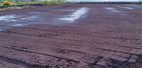 bog of allen