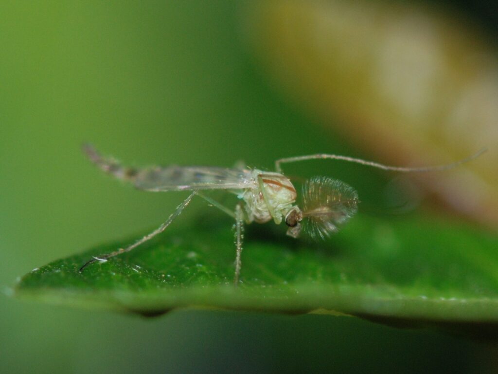Ein Midge - MirandaKate - cc