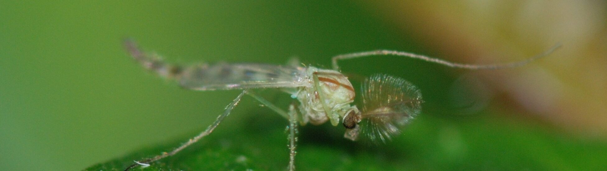 Die Midges in Irland