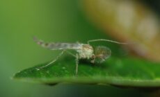 Ein Midge - MirandaKate - cc