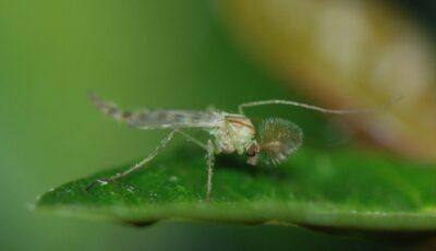 Die Midges in Irland