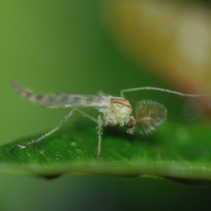 Ein Midge - MirandaKate - cc