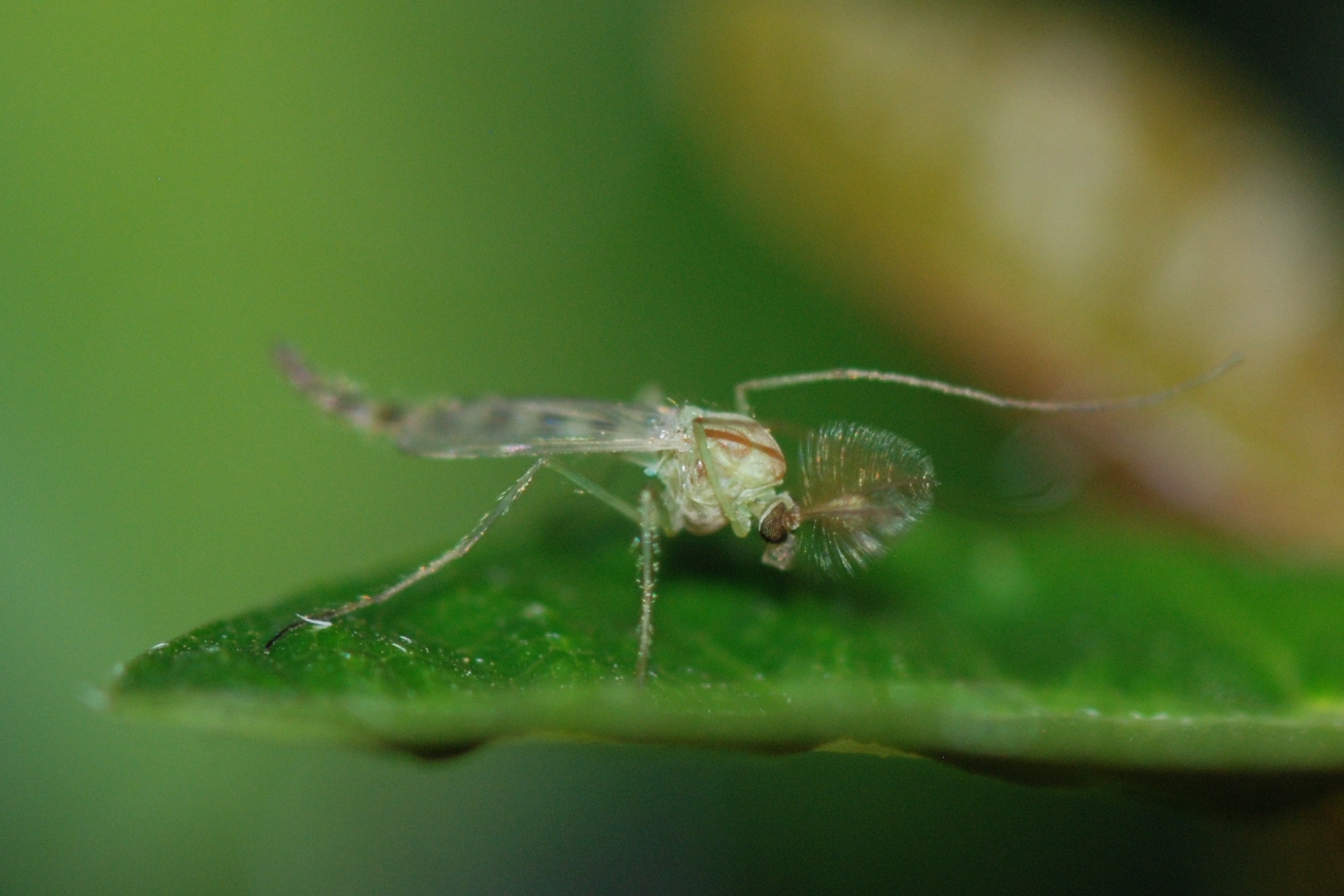 Ein Midge - MirandaKate - cc
