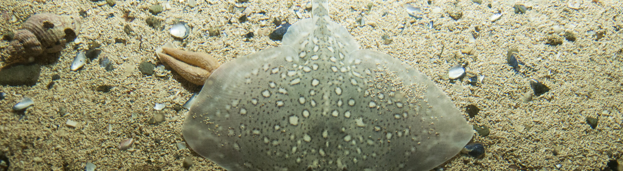 Irische Aquarien