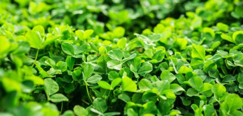 Kleeblätter - © Satura_.