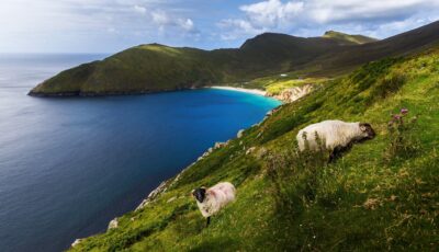 Achill Island und seine Schafe - © Thomas Pitterle