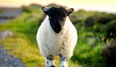 Ein Schaf in Irland - © MNStudio