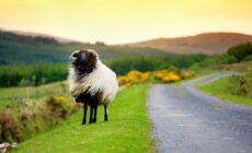 Ein Schaf in Irland - © MNStudio