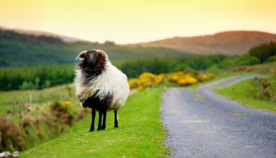 Ein Schaf in Irland - © MNStudio