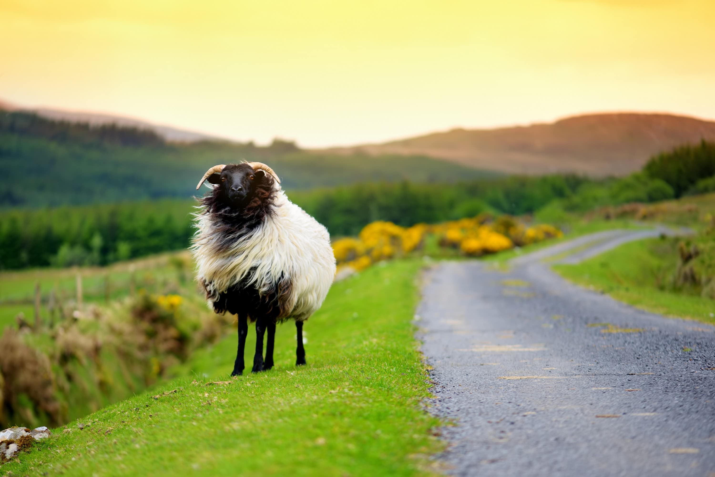 Ein Schaf in Irland - © MNStudio