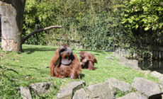 Der Dublin Zoo - Rennings - cc