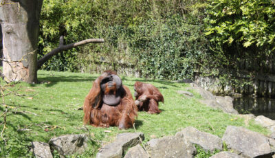 Der Dublin Zoo - Rennings - cc