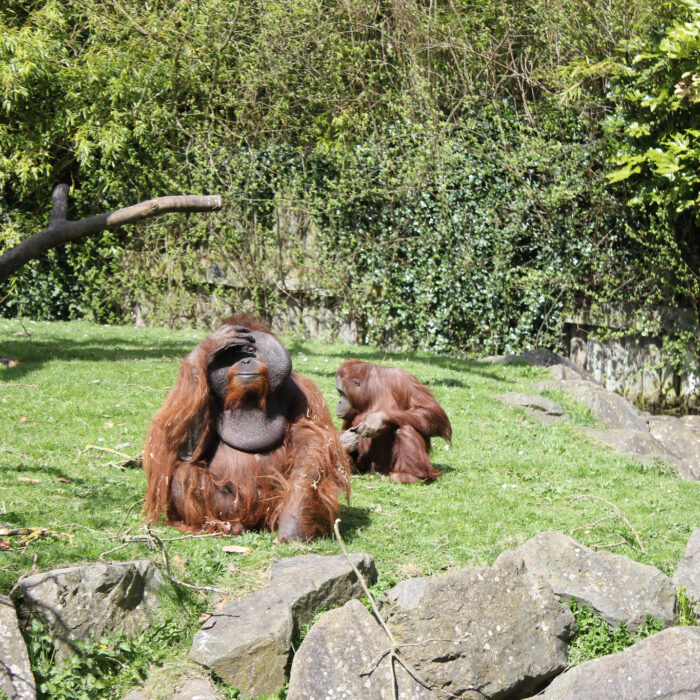 Der Dublin Zoo - Rennings - cc
