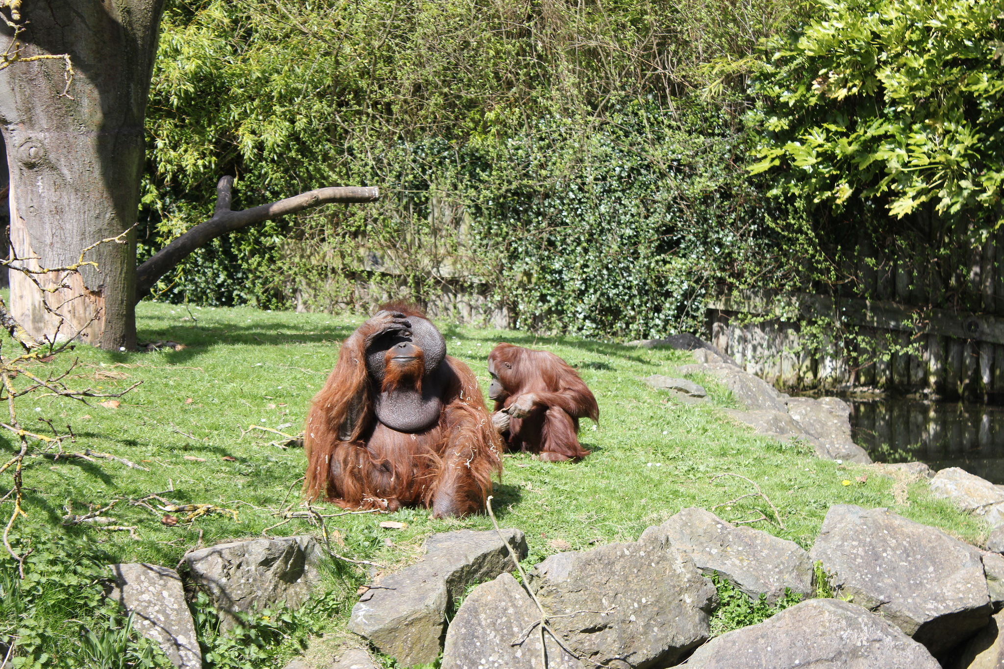 Der Dublin Zoo - Rennings - cc