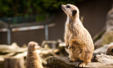 Die Belfast Zoological Gardens - snailsareslimy - cc