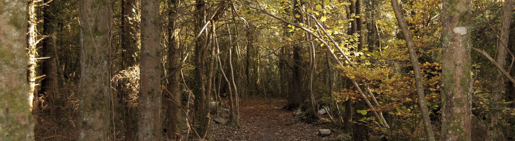 Der Merlin Woods Park