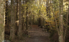 Merlin Woods Park - Paul Fox-Reeks - cc