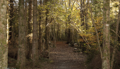Merlin Woods Park - Paul Fox-Reeks - cc