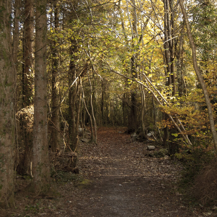 Merlin Woods Park - Paul Fox-Reeks - cc