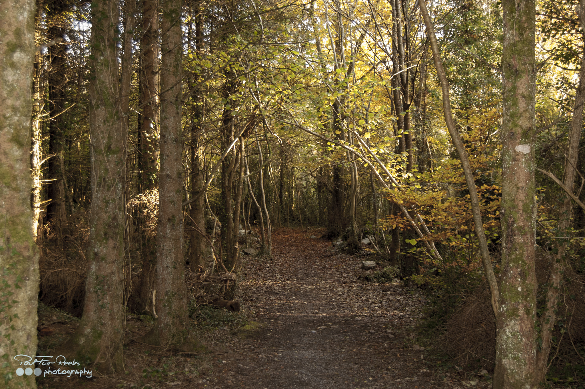 Merlin Woods Park - Paul Fox-Reeks - cc