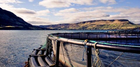 glenarm organic salmon 1