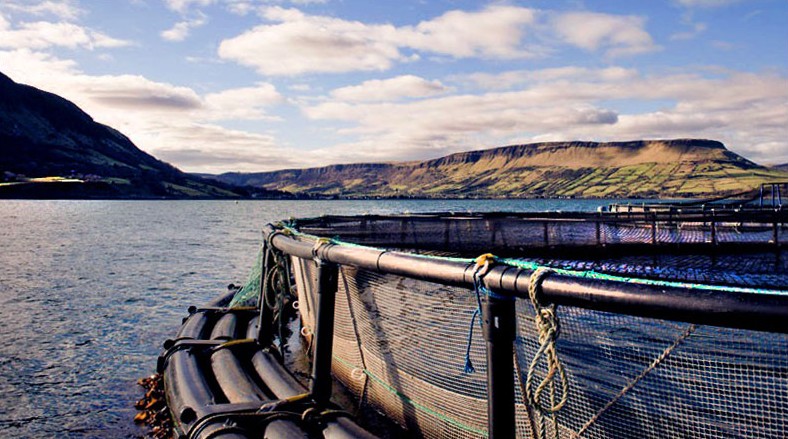Glenarm Bio-Lachs