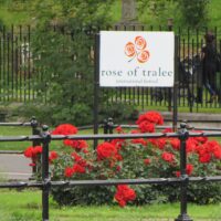 rose of tralee scaled