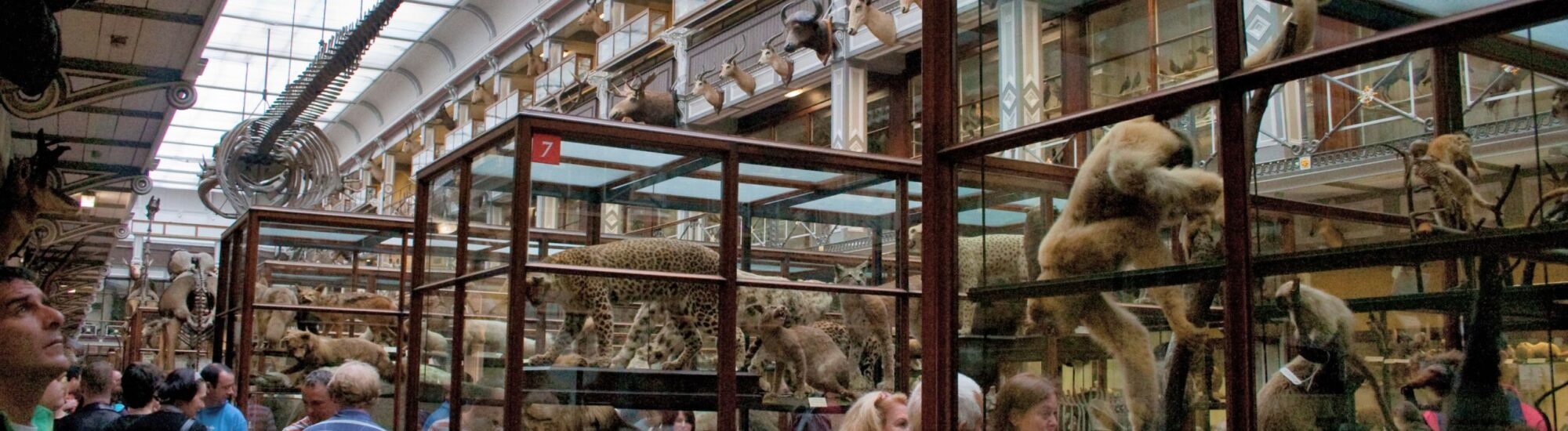 Das Natural History Museum in Dublin