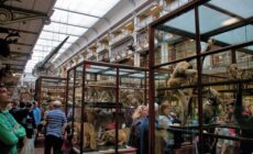 Das National History Museum of Ireland - Kieran Guckian - cc