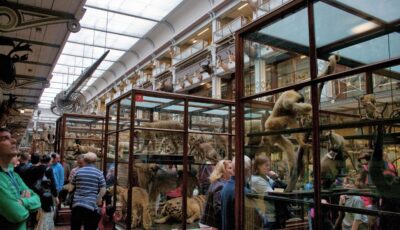 Das National History Museum of Ireland - Kieran Guckian - cc