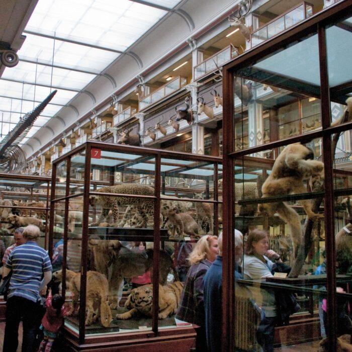 Das National History Museum of Ireland - Kieran Guckian - cc